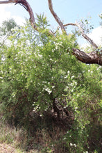 Load image into Gallery viewer, <i>Bursaria spinosa ssp. spinosa</i> Sweet Bursaria
