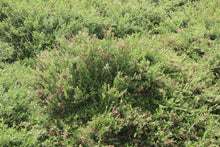 Load image into Gallery viewer, <i>Rhagodia candolleana ssp. candolleana</i> Seaberry Saltbush
