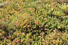 Load image into Gallery viewer, <i>Disphyma crassifolium ssp. clavellatium</i> Rounded Noon-flower