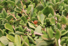 Load image into Gallery viewer, &lt;i&gt;Tetragonia implexicoma&lt;/i&gt; Bower Spinach &lt;b&gt;Bellarine Provenance&lt;/b&gt;
