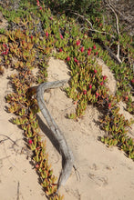 Load image into Gallery viewer, <i>Carpobrotus rossii</i> Karkalla <b>Bellarine Provenance</b>