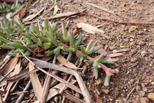 Load image into Gallery viewer, <i>Carpobrotus modestus</i> Inland Noonflower <b>Bellarine Provenance</b>