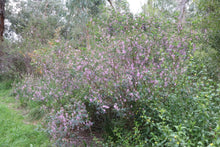 Load image into Gallery viewer, <i>Indigofera australis</i> Austral Indigo <b>Surf Coast</b>