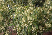 Load image into Gallery viewer, <i>Acacia implexa</i> Lightwood