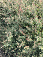 Load image into Gallery viewer, <i>Atriplex paludosa ssp. paludosa</i> Marsh Saltbush