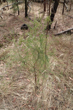 Load image into Gallery viewer, <i>Cassinia sifton</i> Stifton Bush