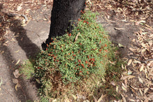 Load image into Gallery viewer, <i>Einadia nutans ssp. nutans</i> Nodding Saltbush