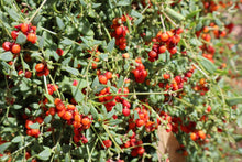 Load image into Gallery viewer, &lt;i&gt;Einadia nutans ssp. nutans&lt;/i&gt; Nodding Saltbush
