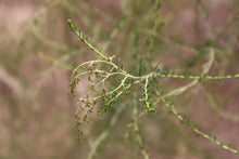 Load image into Gallery viewer, <i>Cassinia sifton</i> Stifton Bush