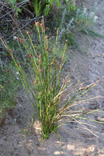 Load image into Gallery viewer, <i>Ficinia nodosa</i> Knobby Club-rush