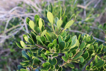 Load image into Gallery viewer, <i>Alyxia buxifolia</i> Sea Box