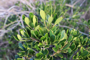 <i>Alyxia buxifolia</i> Sea Box