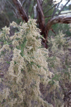 Load image into Gallery viewer, <i>Cassinia sifton</i> Stifton Bush