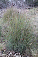 Load image into Gallery viewer, <i>Chorizandra enodis</i> Black Bristle-rush