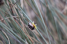 Load image into Gallery viewer, <i>Chorizandra enodis</i> Black Bristle-rush