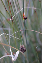 Load image into Gallery viewer, <i>Chorizandra enodis</i> Black Bristle-rush