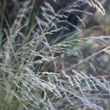 Load image into Gallery viewer, <i>Poa labillardierei var. labillardierei</i> Common Tussock Grass <b>Bellarine Provenance</b>
