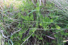 Load image into Gallery viewer, <i>Myoporum parvifolium</i> Creeping Myoporum <b>Geelong Provenance</b>