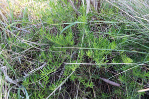<i>Myoporum parvifolium</i> Creeping Myoporum <b>Geelong Provenance</b>