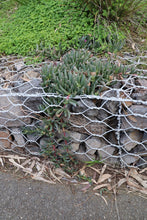Load image into Gallery viewer, <i>Carpobrotus modestus</i> Inland Noonflower <b>Bellarine Provenance</b>