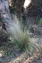 Load image into Gallery viewer, <i>Poa labillardierei var. labillardierei</i> Common Tussock Grass <b>Bellarine Provenance</b>