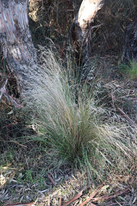 <i>Poa labillardierei var. labillardierei</i> Common Tussock Grass <b>Bellarine Provenance</b>