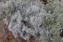 Load image into Gallery viewer, <i>Leucoophyta brownii</i> Cushion Bush