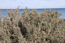 Load image into Gallery viewer, <i>Atriplex cinerea</i> Coast Saltbush