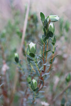 Load image into Gallery viewer, &lt;i&gt;Pimelea glauca&lt;/i&gt; Smooth Rice-flower

