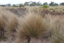 Load image into Gallery viewer, &lt;i&gt;Austrotipa stipoides&lt;/i&gt; Coast Spear Grass
