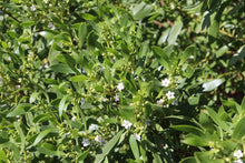 Load image into Gallery viewer, &lt;i&gt;Myoporum insulare&lt;/i&gt; Common Boobiala
