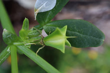 Load image into Gallery viewer, <i>Ropera billardierei</i> Coast Twinleaf <b>Bellarine Provenance</b>