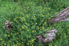 Load image into Gallery viewer, <i>Ropera billardierei</i> Coast Twinleaf <b>Bellarine Provenance</b>