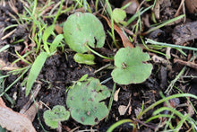 Load image into Gallery viewer, <i>Centella cordifolia</i> Swamp Pennywort <b>Bellarine Provenance</b>