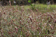 Load image into Gallery viewer, <i>Gonocarpus tetragynus</i> Common Raspwort