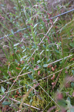 Load image into Gallery viewer, <i>Gonocarpus tetragynus</i> Common Raspwort