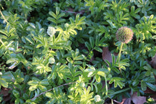 Load image into Gallery viewer, Acaena novae-zelandiae