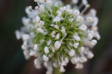 Load image into Gallery viewer, Acaena novae-zelandiae