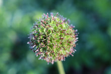 Load image into Gallery viewer, Acaena novae-zelandiae