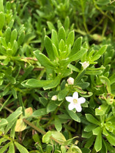 Load image into Gallery viewer, <i>Myoporum parvifolium</i> Creeping Myoporum <b>Geelong Provenance</b>