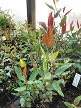 Load image into Gallery viewer, <i>Eucalyptus camaldulensis</i> River Red Gum