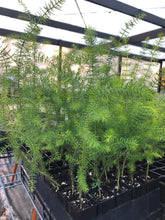Load image into Gallery viewer, <i>Acacia verticillata ssp. verticillata</i> Prickly Moses