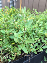 Load image into Gallery viewer, &lt;i&gt;Einadia nutans ssp. nutans&lt;/i&gt; Nodding Saltbush
