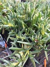 Load image into Gallery viewer, <i>Carpobrotus rossii</i> Karkalla <b>Bellarine Provenance</b>