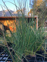 Load image into Gallery viewer, <i>Juncus krausii ssp. australiensis</i> (Sea Rush)