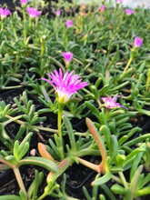 Load image into Gallery viewer, <i>Disphyma crassifolium ssp. clavellatium</i> Rounded Noon-flower