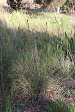 Load image into Gallery viewer, <i>Themeda triandra</i> Kangaroo Grass <b>Bellarine Provenance</b>