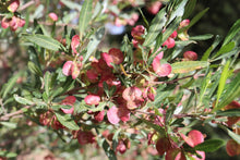 Load image into Gallery viewer, <i>Dodonaea vicosa ssp. spatulata</i> Sticky Hop-bush