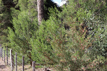 Load image into Gallery viewer, <i>Dodonaea vicosa ssp. spatulata</i> Sticky Hop-bush