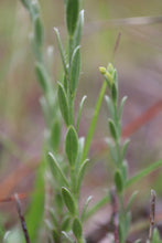Load image into Gallery viewer, &lt;i&gt;Pimelea curviflora var. sericea&lt;/i&gt; Curved Rice-flower &lt;b&gt;Surfcoast Provenance&lt;b&gt;
